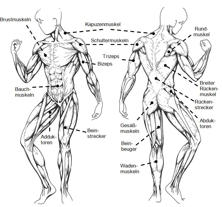 Anatomische Zeichnung Muskeln des Menschen